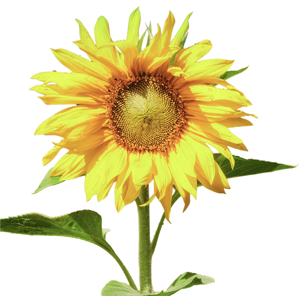 Eine blühende Sonnenblume, freigestellt